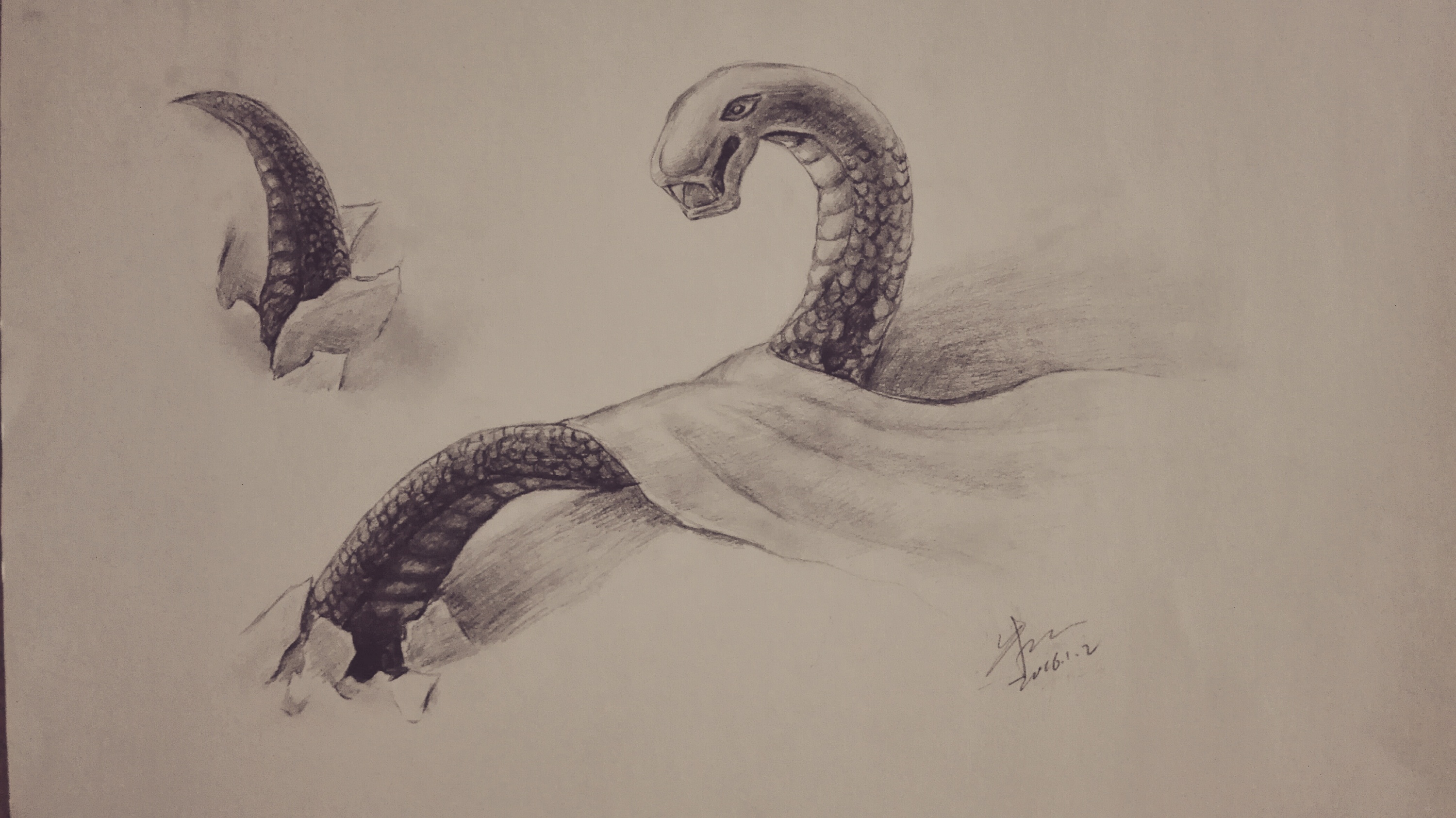 蛇的素描画蟒蛇图片