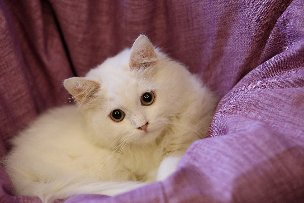 喵喵（图ZNTEwMzM2MDg=） - 宠物摄影 - 站酷设计师l784028626原创素材 - 站酷ZCOOL