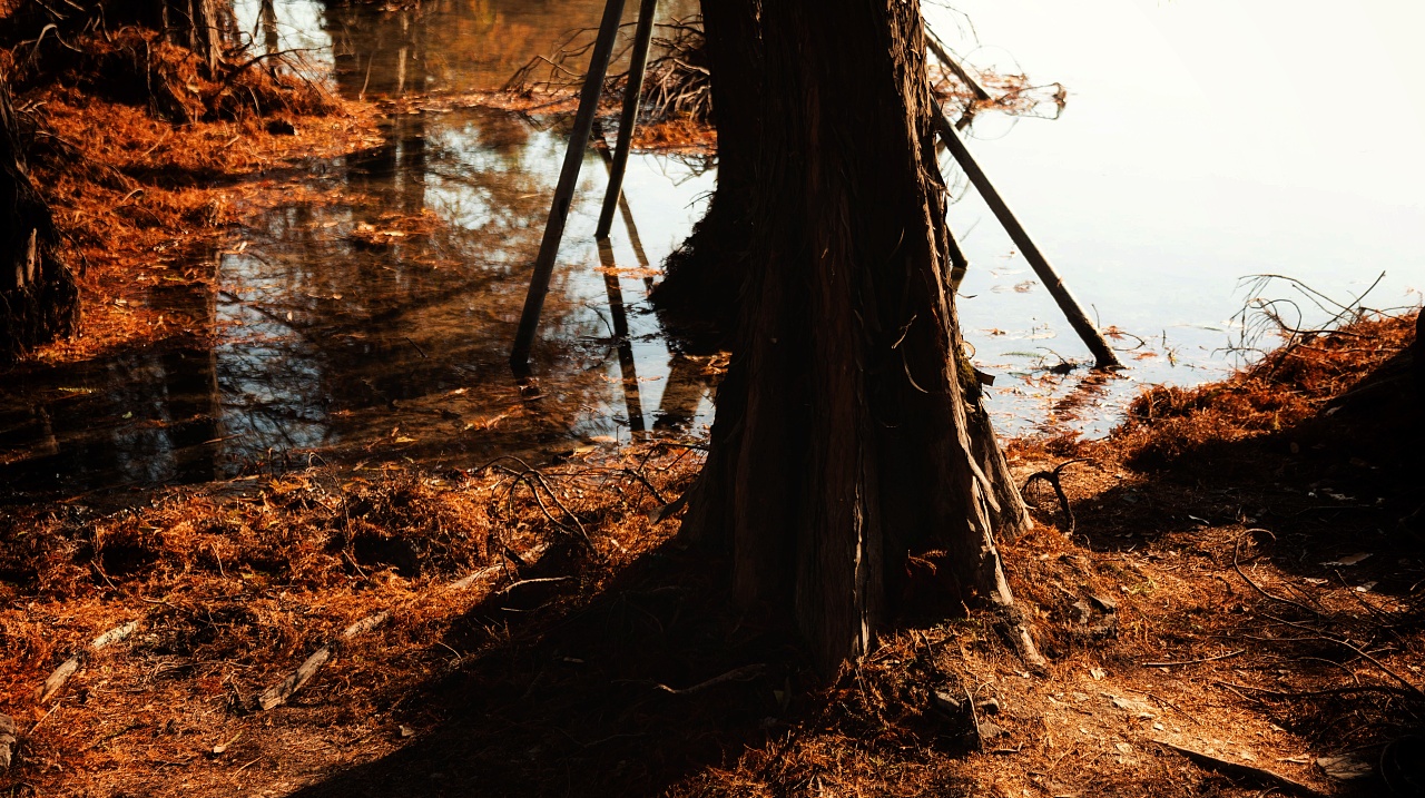 中央山公园的红树落叶