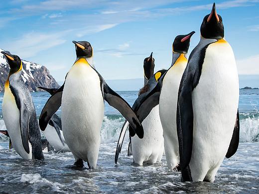 间谍企鹅团排版练习