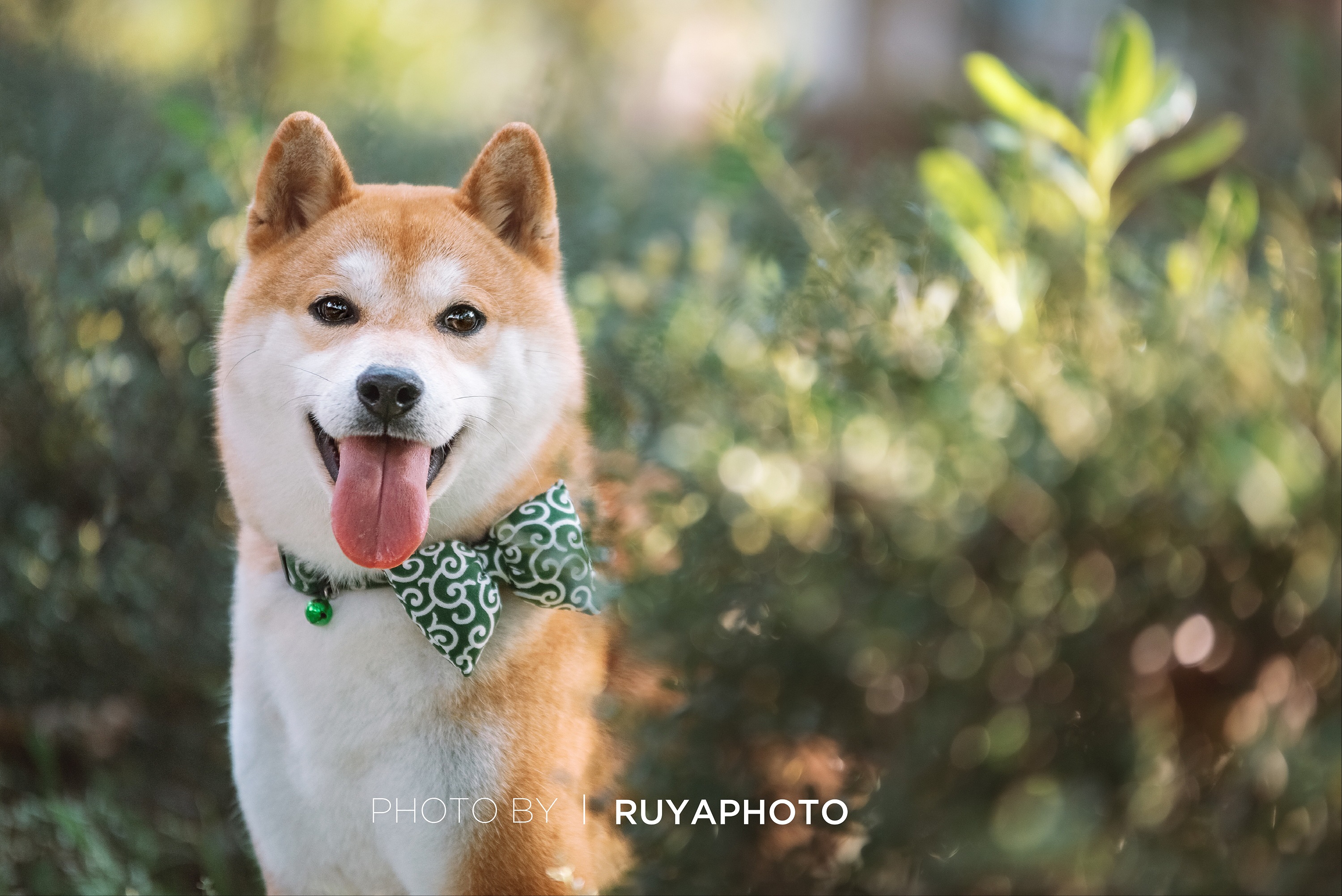 宠物摄影--柴犬卢卡斯