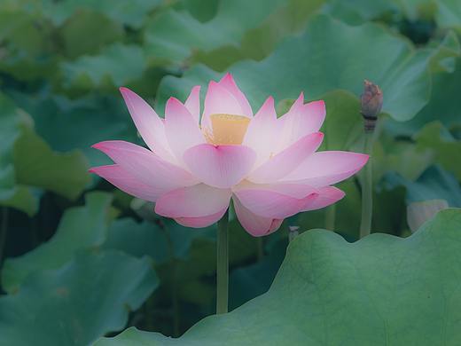 有一种红，叫做“别样红”（个人主页-ZMjg0OTUwNDA=） - 产品摄影 - 站酷设计师包子108原创素材 - 站酷ZCOOL