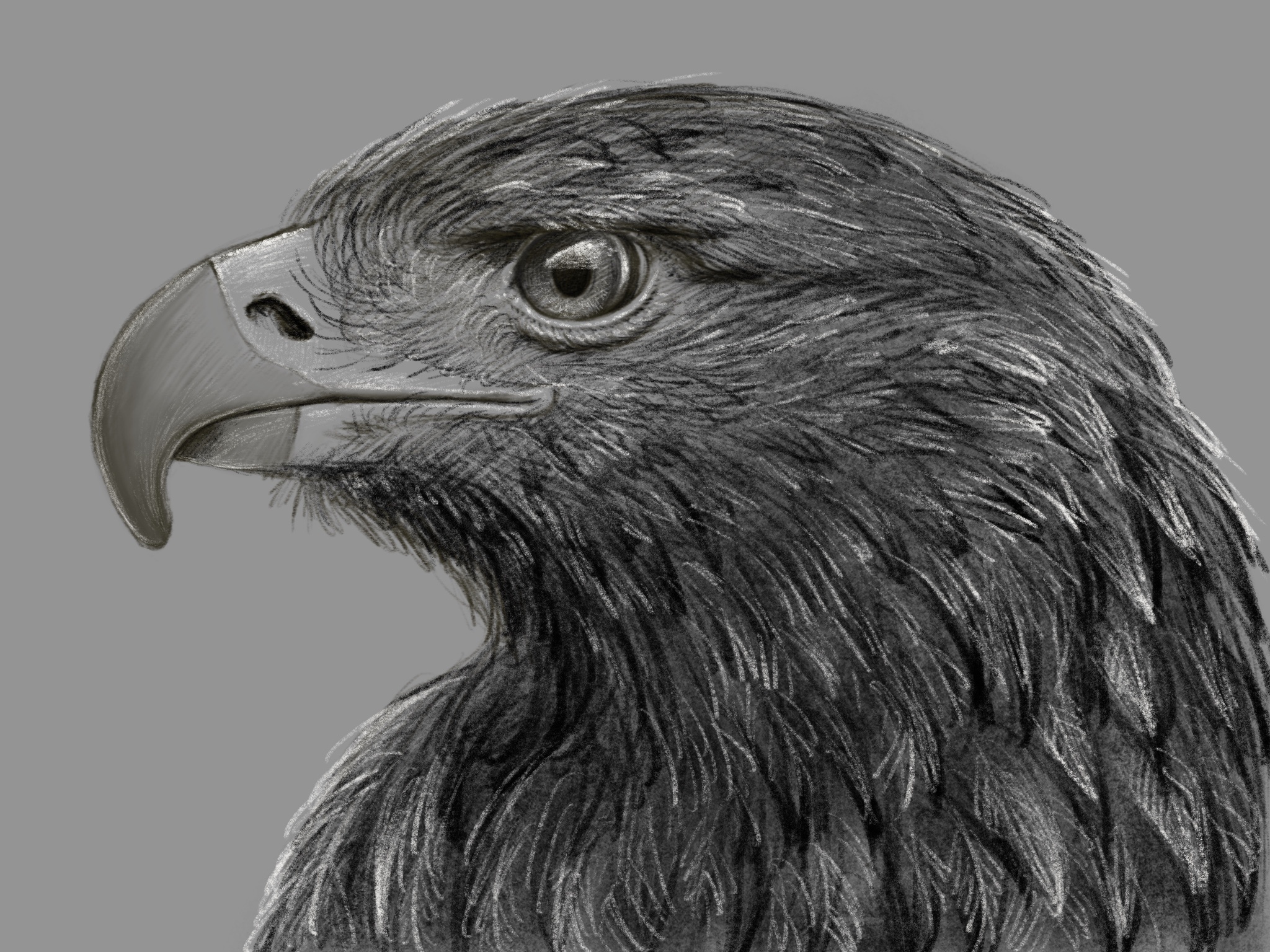 Photorealistic Eagle Head Graphic Design AI