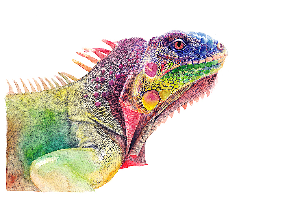 OY手绘·鬣蜥（图ZNDkxMjk1MTI=） - 绘画 - 站酷设计师欧阳鹏杰_OY原创素材 - 站酷ZCOOL