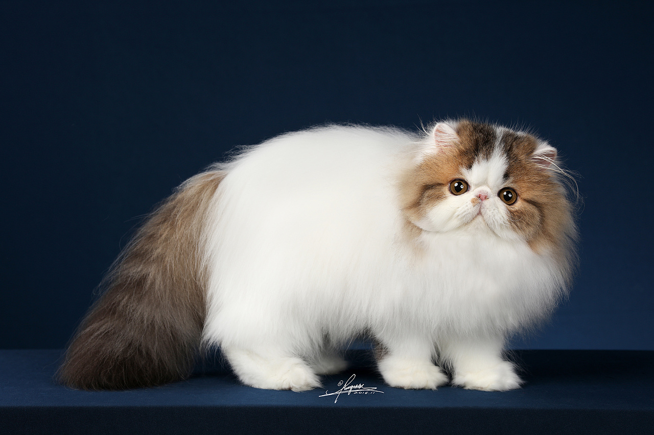 下载壁纸 波斯猫, 白色小猫, 小猫, 白 免费为您的桌面分辨率的壁纸 5704x4043 — 图片 №632266