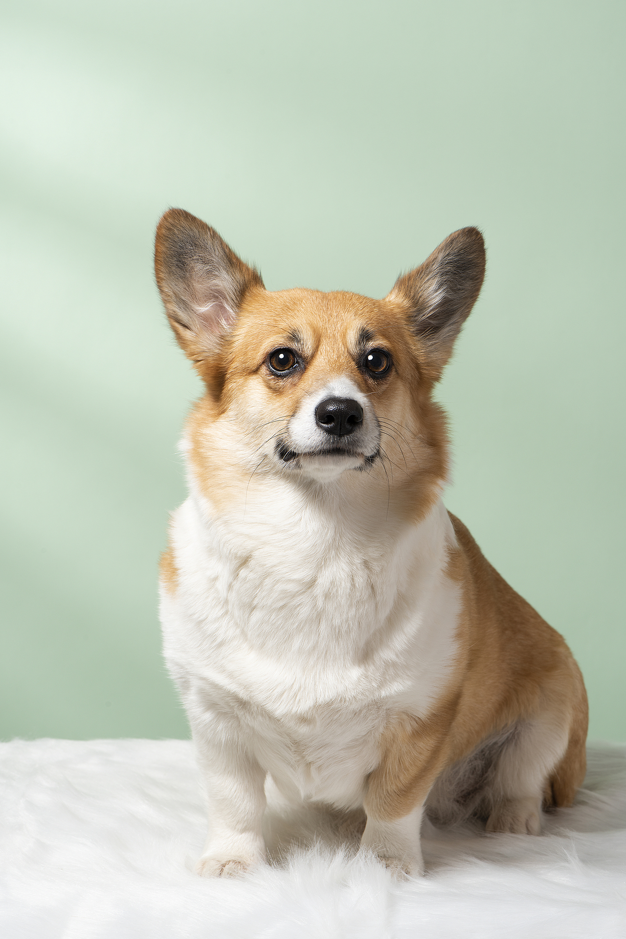 小布丁（图ZMjM1NDM0NTQw） - 宠物摄影 - 站酷设计师callfox原创素材 - 站酷ZCOOL