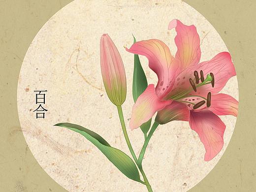 小清新    复古风    植物    包装插画设计