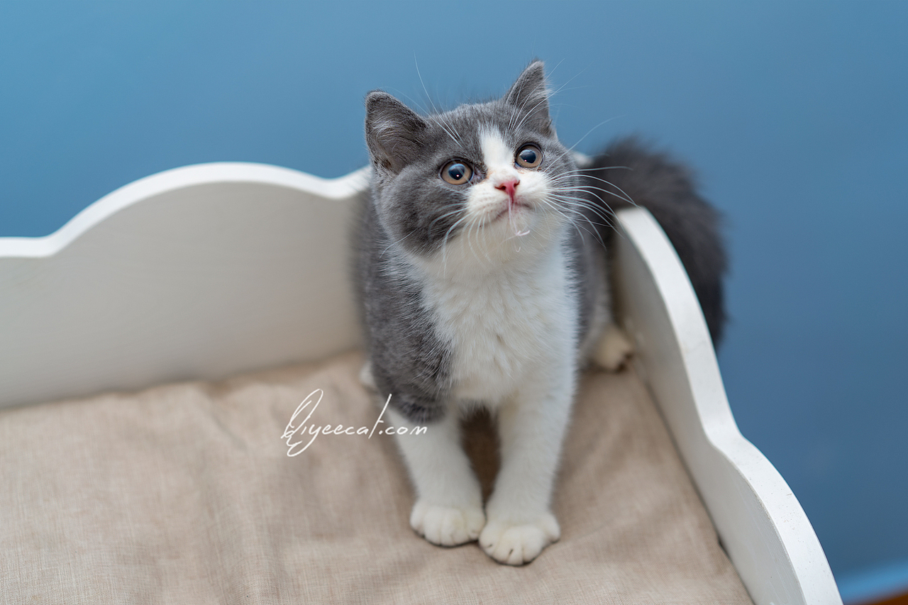 七叶英短猫舍英国短毛猫蓝白蓝猫宠物猫摄影图