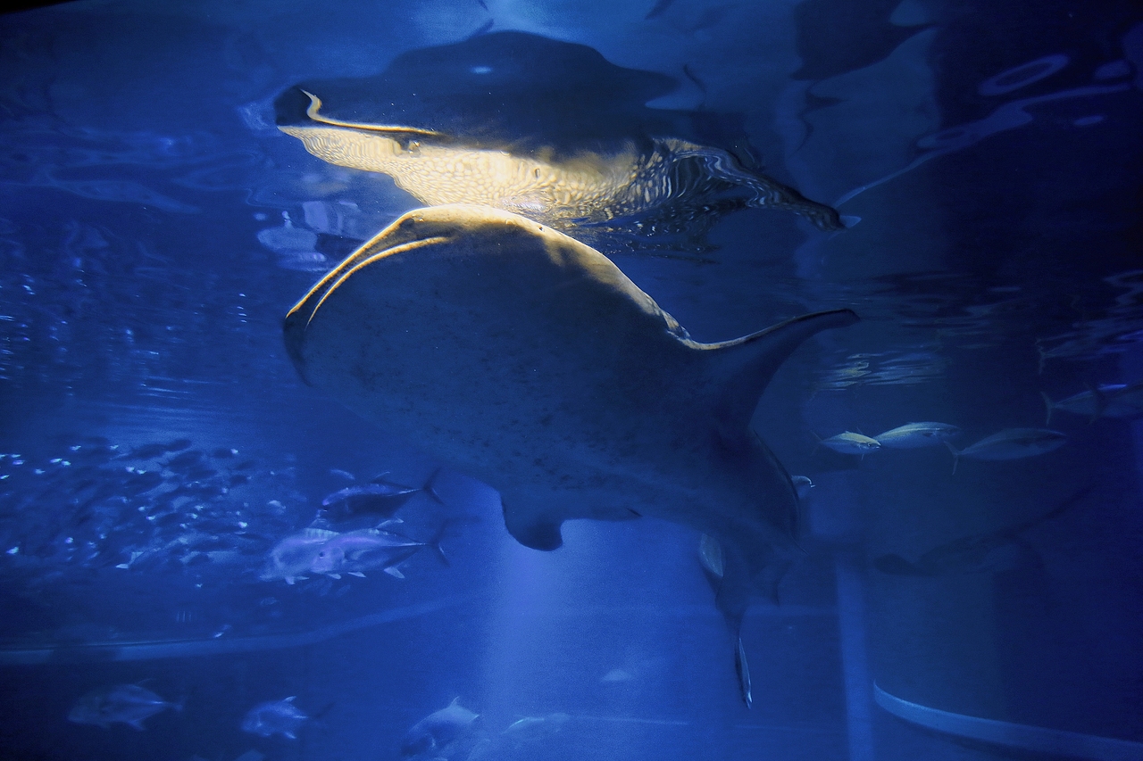 海游馆(摄影)（图ZMjQwODA0NDY4） - 风光摄影 - 站酷设计师sin纯子原创素材 - 站酷ZCOOL