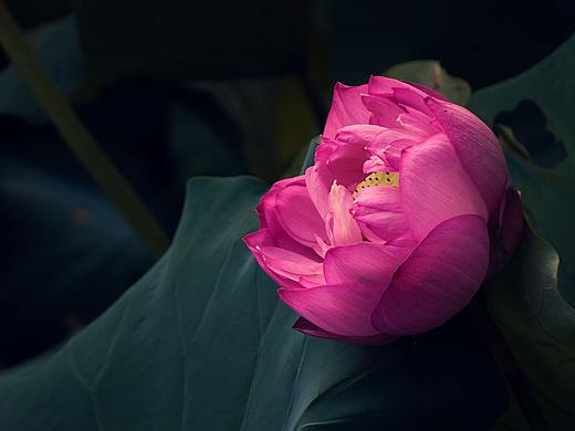 荷花