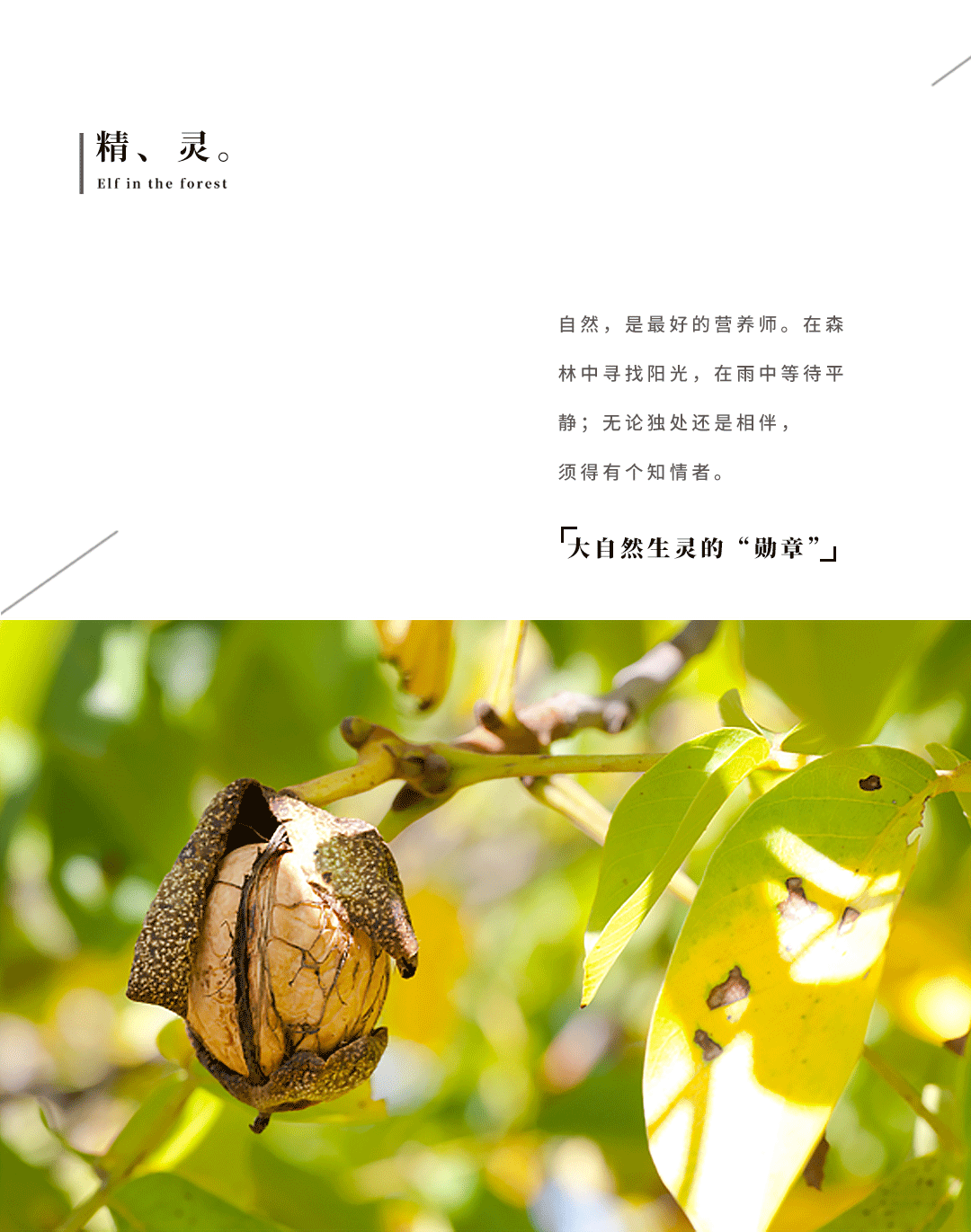 品牌定位 | 让一颗好坚果，讲一个故事......（图ZMjgxNjAzODM2） - 品牌 - 站酷设计师快车道品牌咨询原创素材 - 站酷ZCOOL