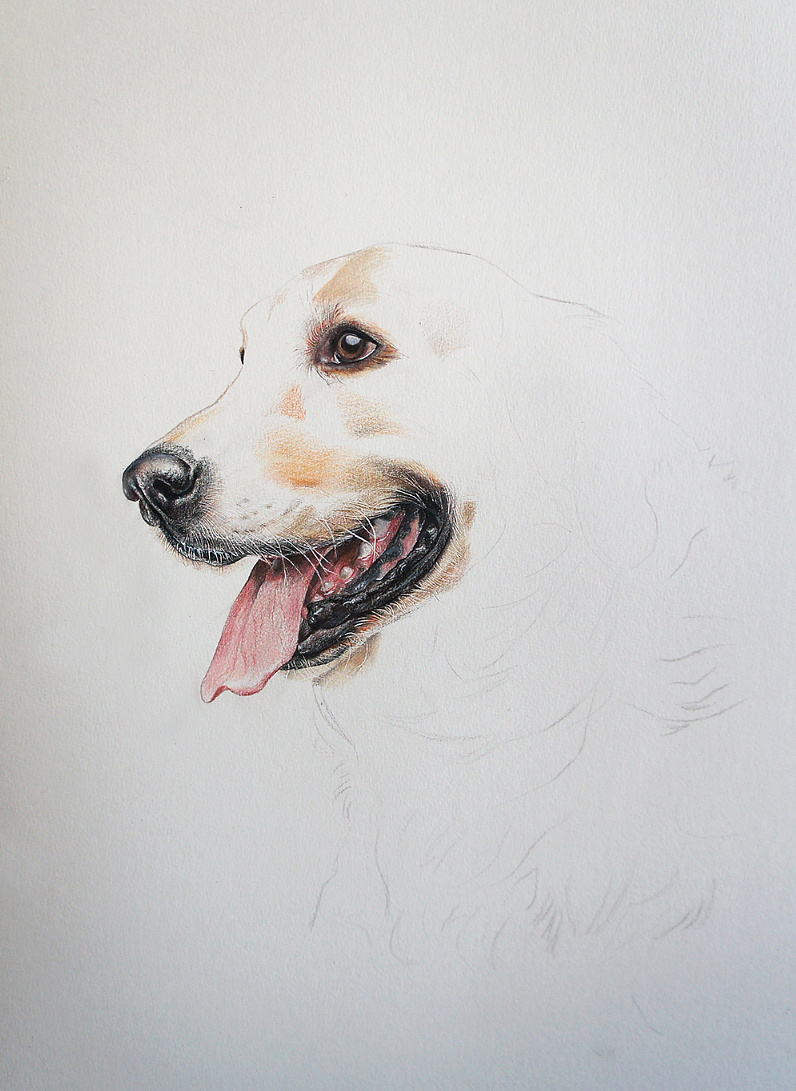 彩铅狗狗-金毛