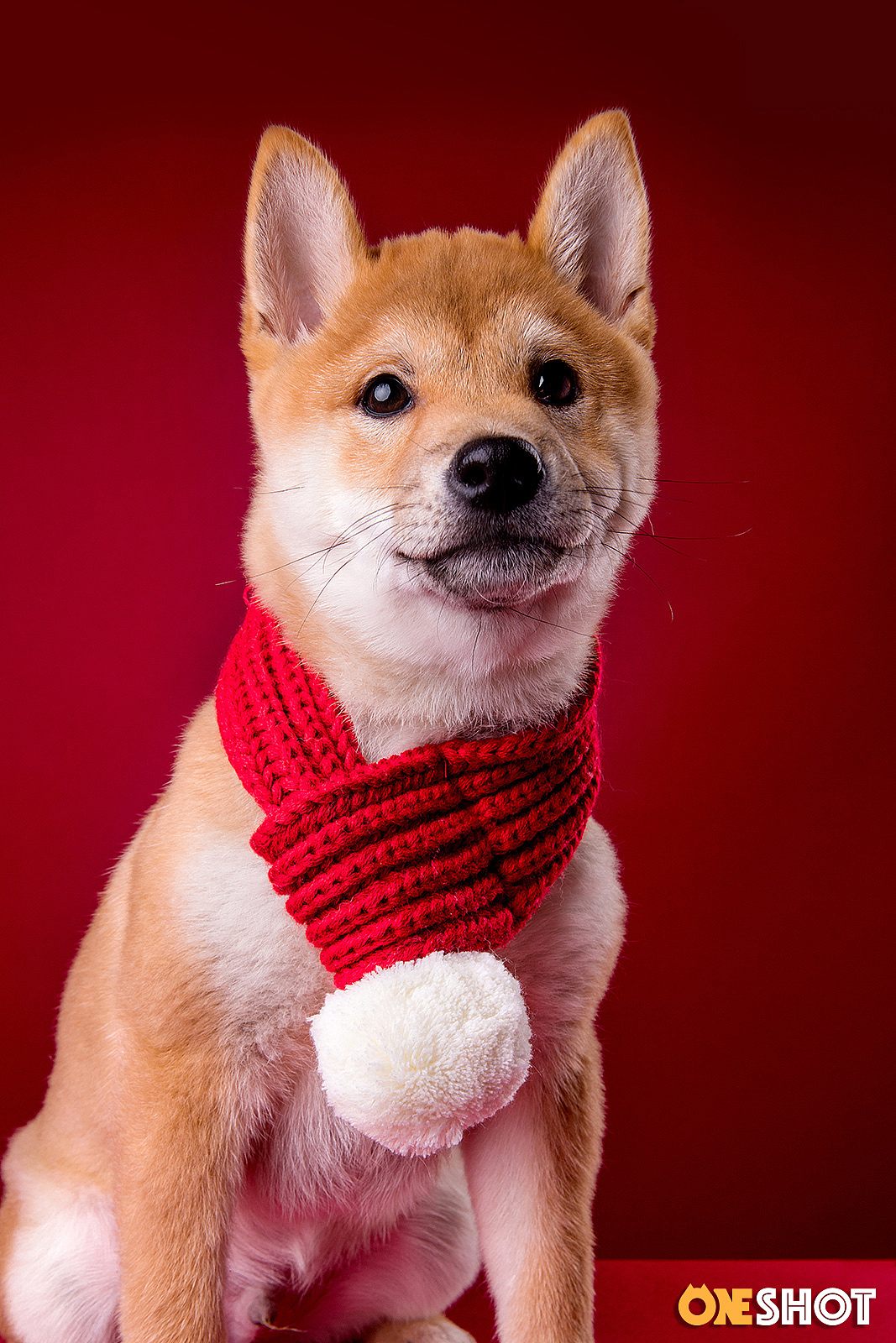 柴丨小胖（图ZMTE5MDUwNzg4） - 宠物摄影 - 站酷设计师WildKay原创素材 - 站酷ZCOOL