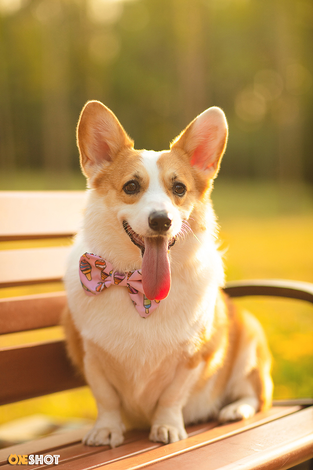 感受一下一只全速向你驶来的激萌小短腿（图ZMTc2NjExNDM2） - 宠物摄影 - 站酷设计师WildKay原创素材 - 站酷ZCOOL