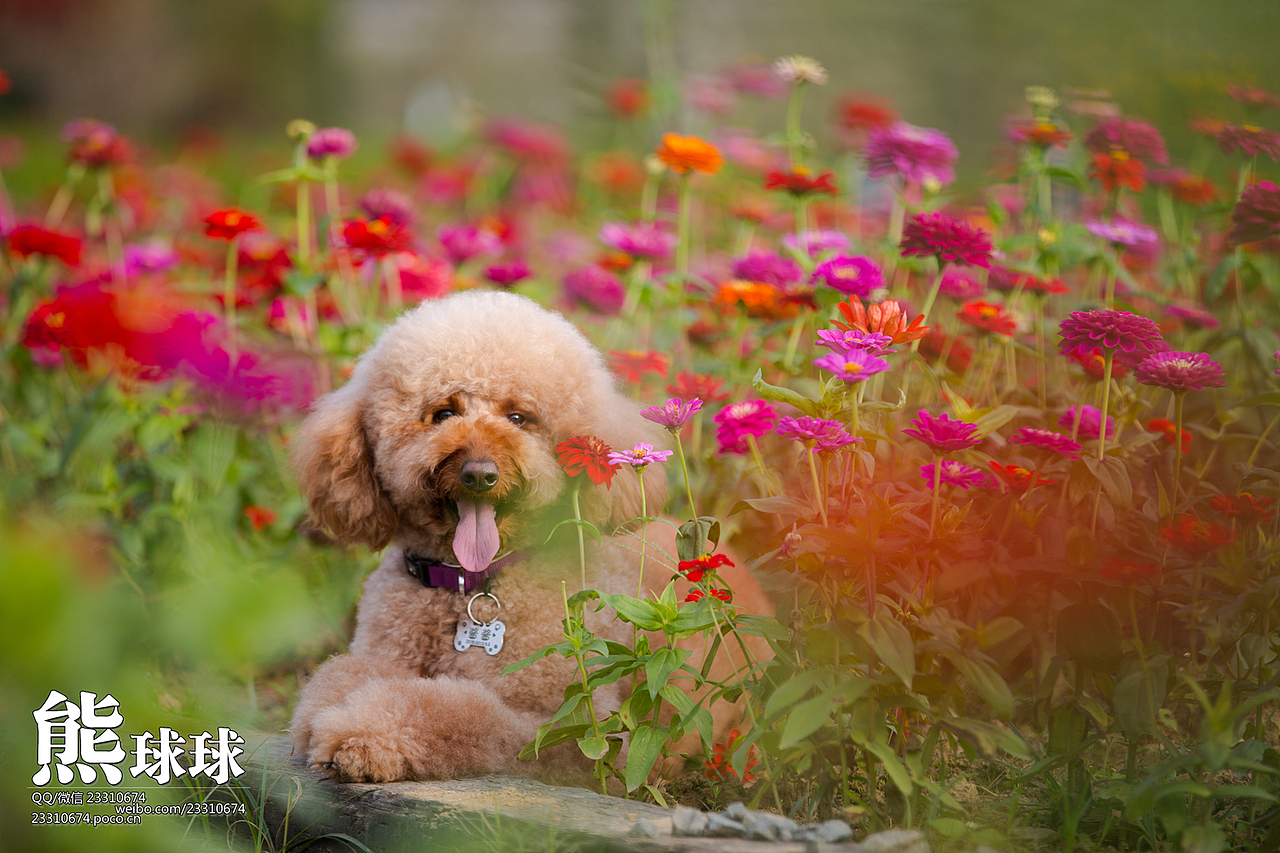 咱家的巨贵酱酱（图ZMjMxOTAwMzI=） - 宠物摄影 - 站酷设计师熊球球原创素材 - 站酷ZCOOL