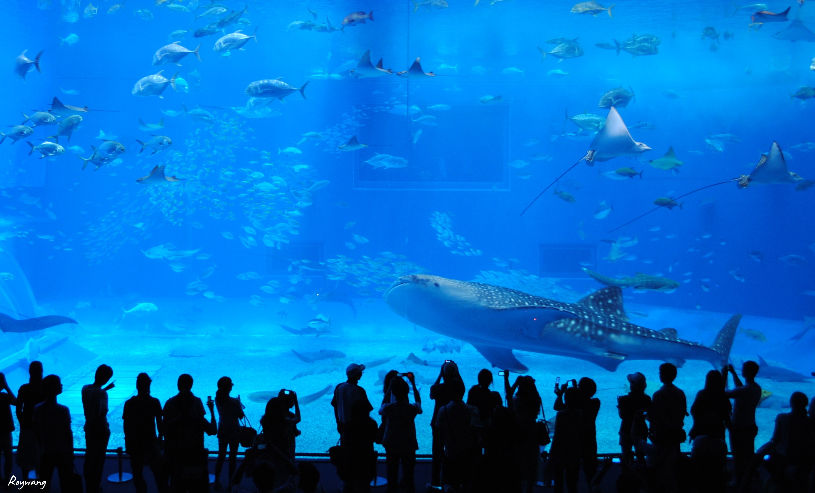 roywang作品 冲绳美の海洋水族馆 |摄影|游记|roywang - 原创作品