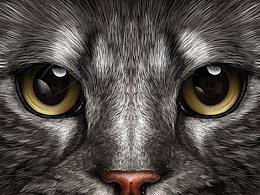 猫