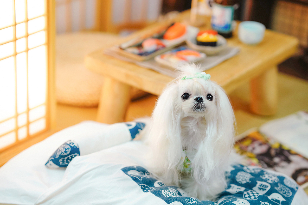 马尔济斯犬合集——宠爱拾光宠物摄影