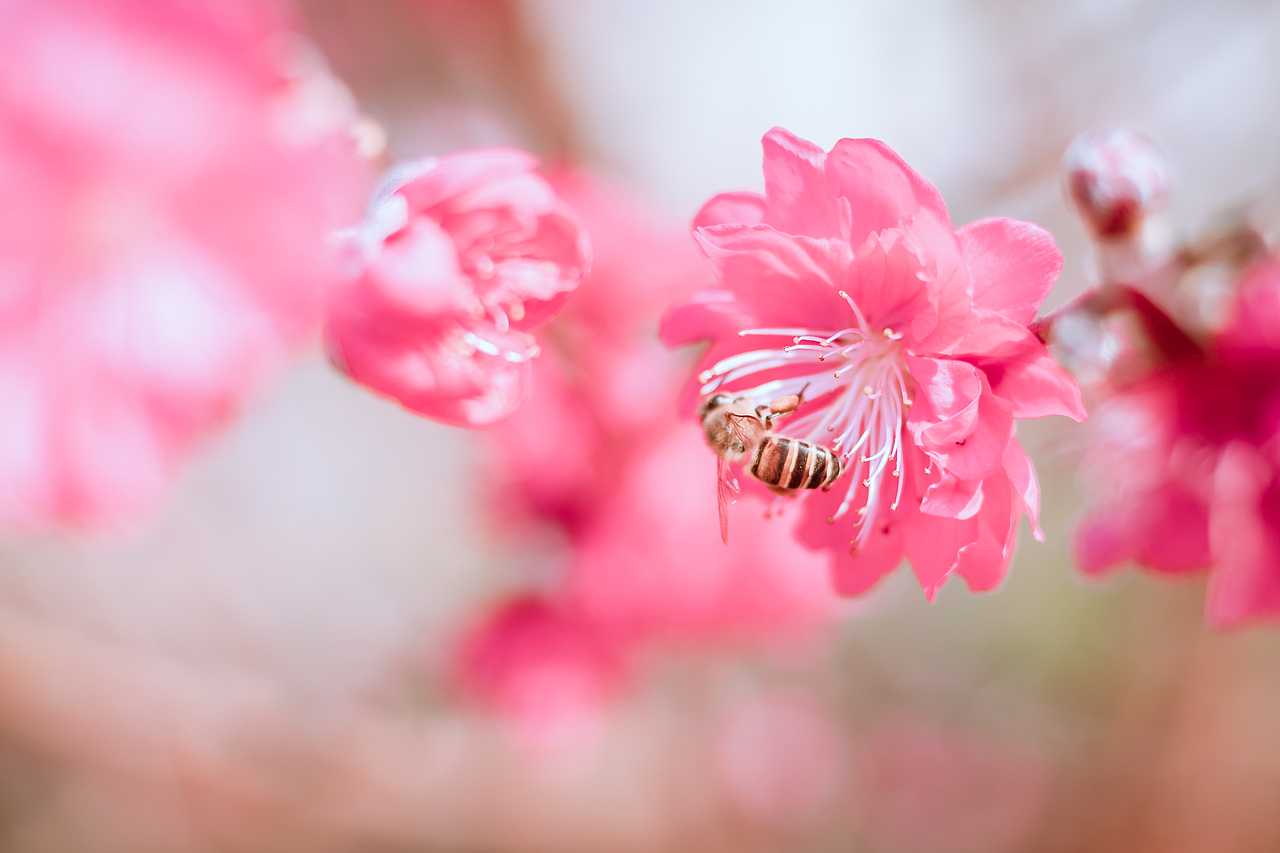 20190127 广州石马桃花园（图ZMTQzMzgxNzcy） - 风光摄影 - 站酷设计师Air416原创素材 - 站酷ZCOOL