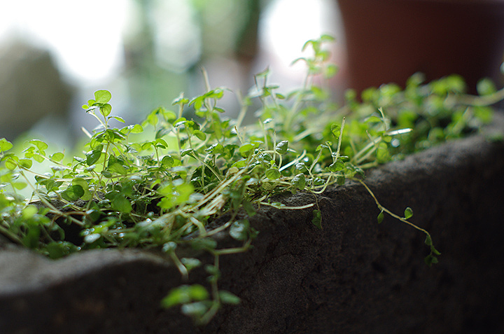 王的手艺：青砖花器（图ZMTg4NjcyMjQ=） - 其他手工艺 - 站酷设计师大马设计原创素材 - 站酷ZCOOL