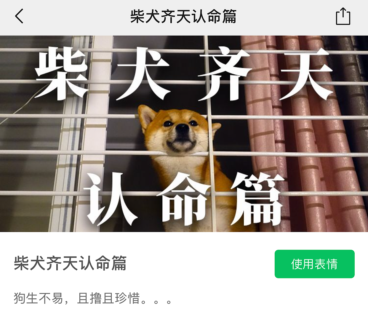 柴犬齐天认命篇表情包