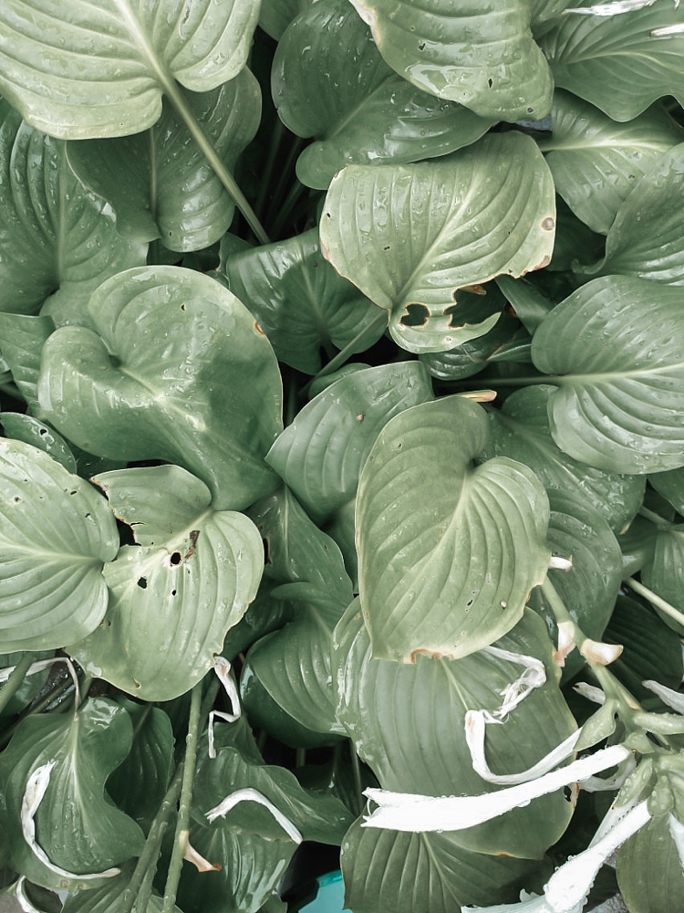 《欲滴》（图ZMTczODA0MjMy） - 产品摄影 - 站酷设计师抹香的鲸原创素材 - 站酷ZCOOL