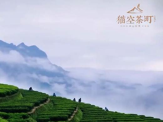 猫空茶町宣传片 梵曲配音