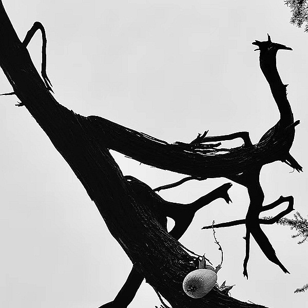 金鸽子设计师原创作品