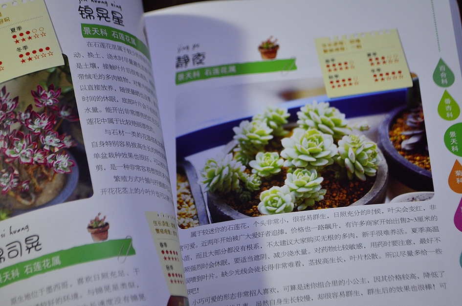 新做的书，和二木一起玩多肉（图ZMTAyOTA3ODQ=） - 书籍/画册 - 站酷设计师丫丫Design原创素材 - 站酷ZCOOL