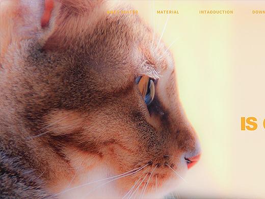 小猫