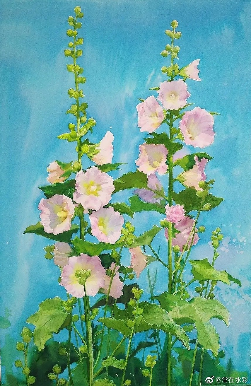 常在水彩蜀葵花合集1