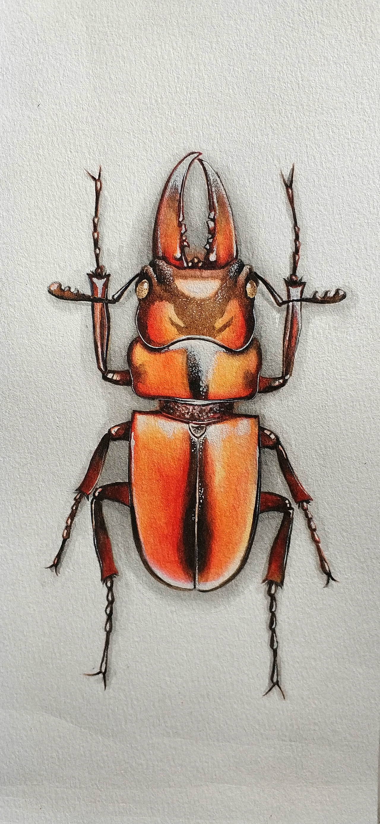 收藏夹查看更多欣赏的绘画1金甲虫3昆虫类6添加表情喜欢ta的作品吗?