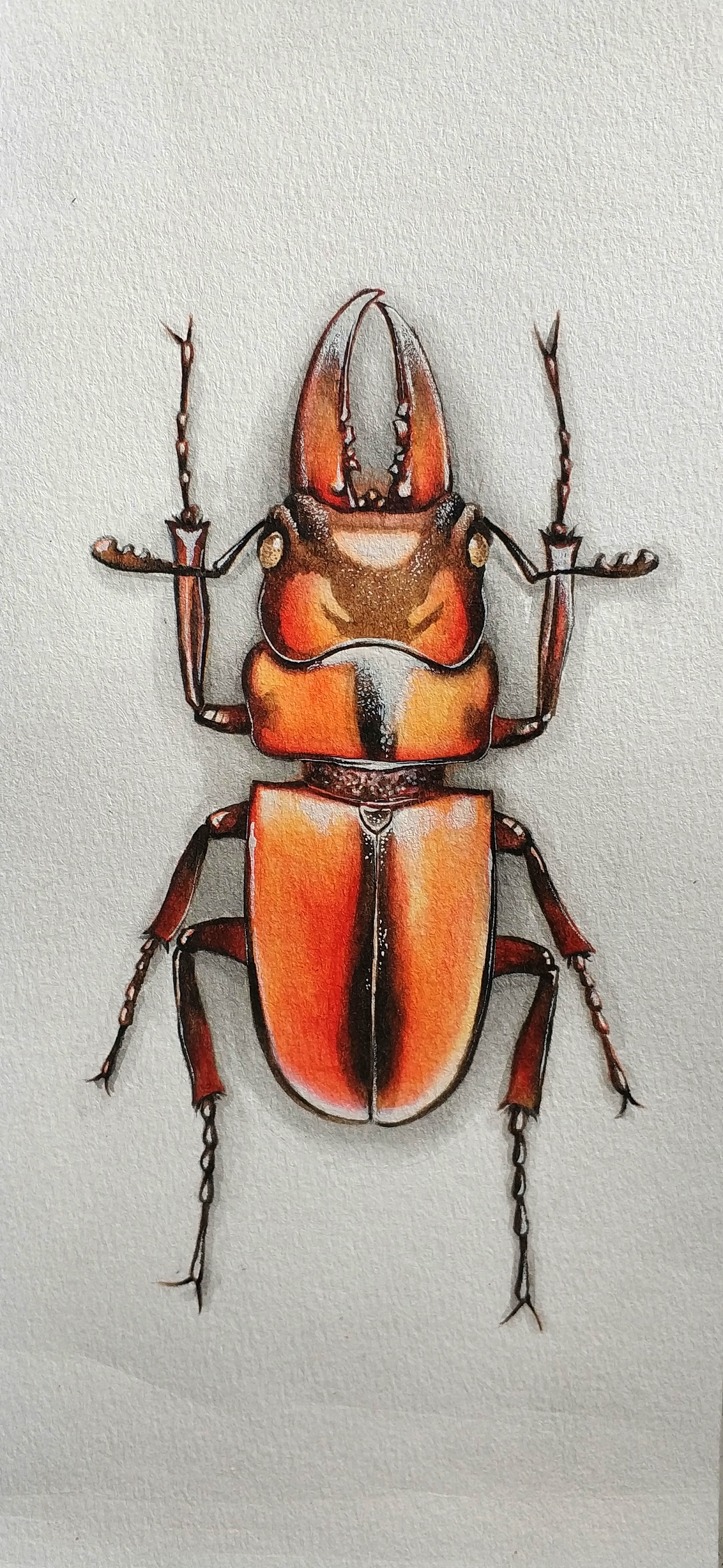 水彩甲虫