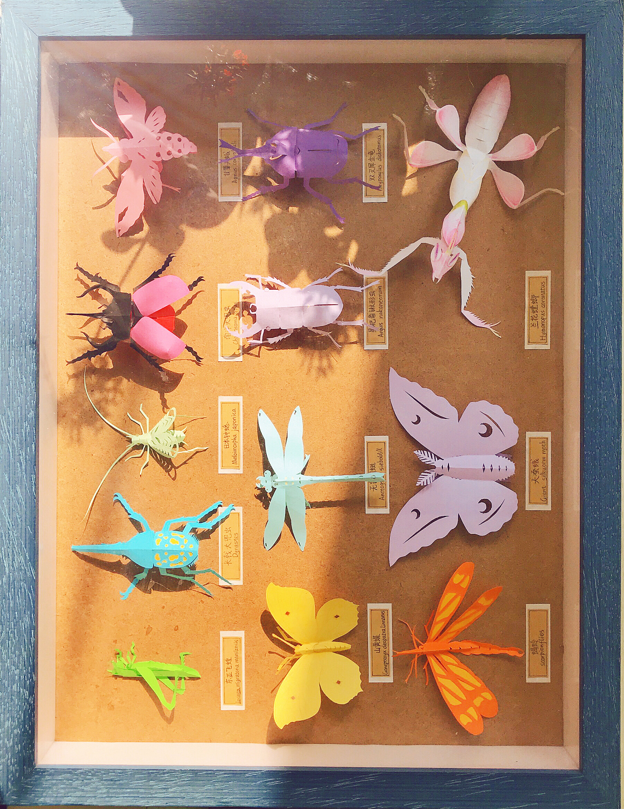 十张高清晰蝴蝶标本壁纸