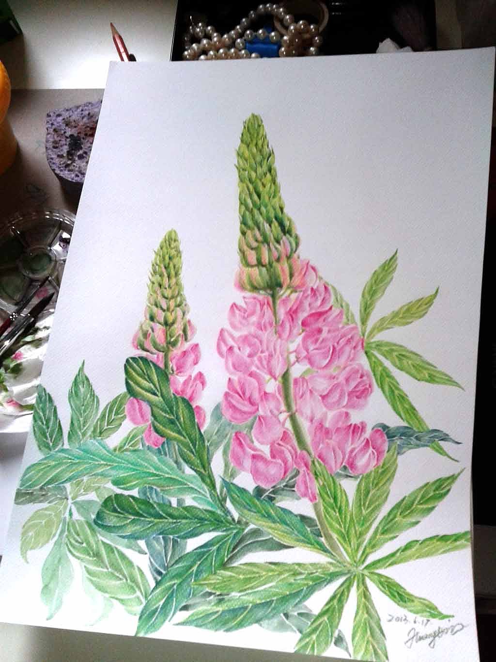 水彩 彩铅《鲁冰花》