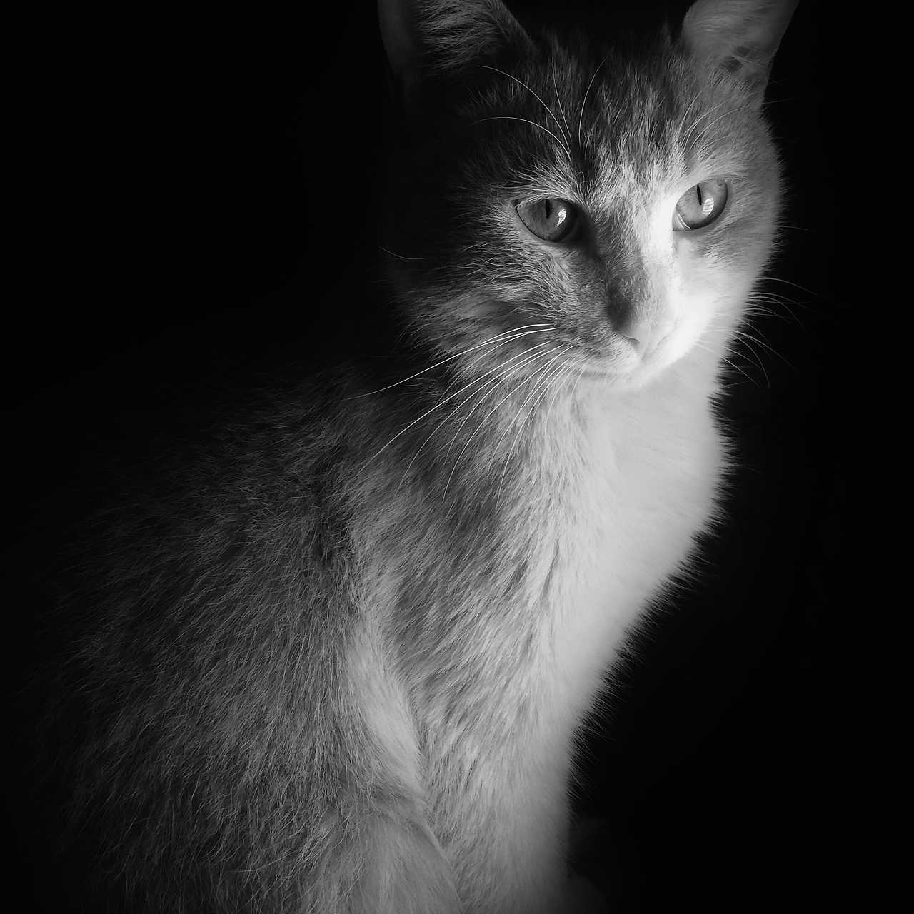 办公室里的猫（手机摄影）（图ZMjQ0Nzg4NzY=） - 宠物摄影 - 站酷设计师糖叁胀原创素材 - 站酷ZCOOL