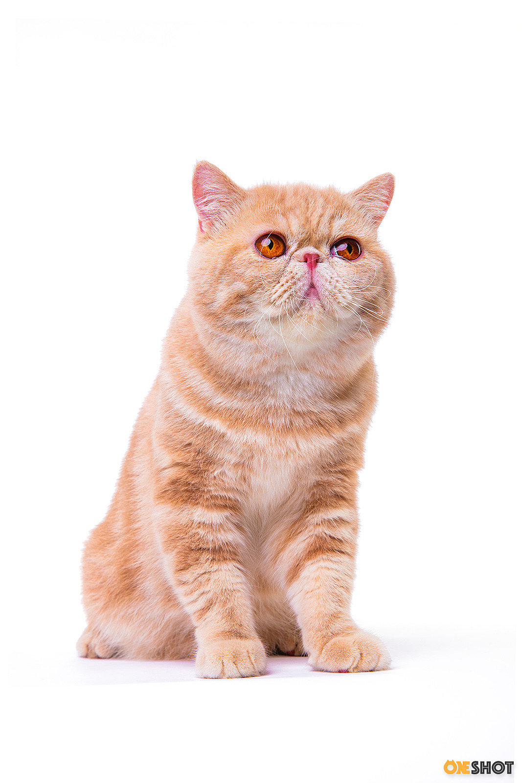 白底证件照加菲猫幼成