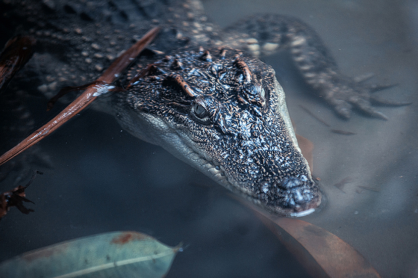 2013拍摄动物整理