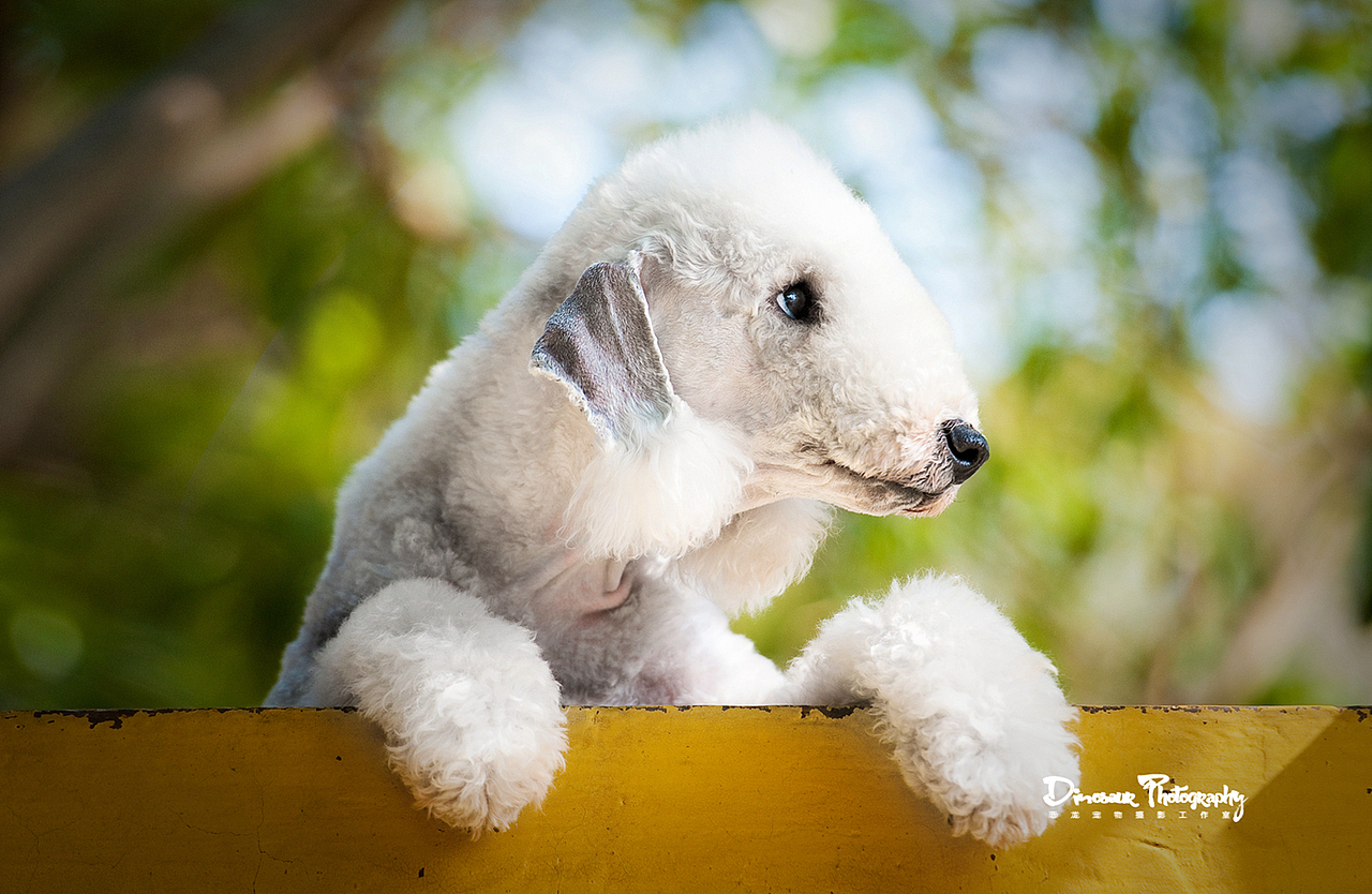 恐龙宠物摄影上海站帅帅的贝林顿小萌萌