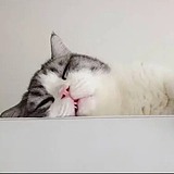 UIMiya的头像