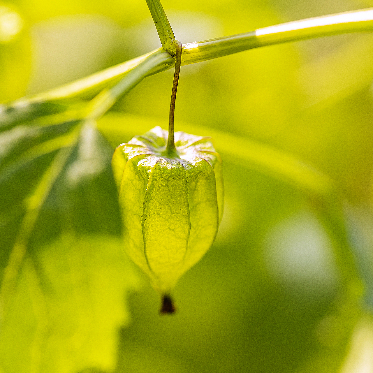 绿意盎然灯笼果（图ZMTg4ODk2OTU2） - 风光摄影 - 站酷设计师大侠彭娜娜原创素材 - 站酷ZCOOL