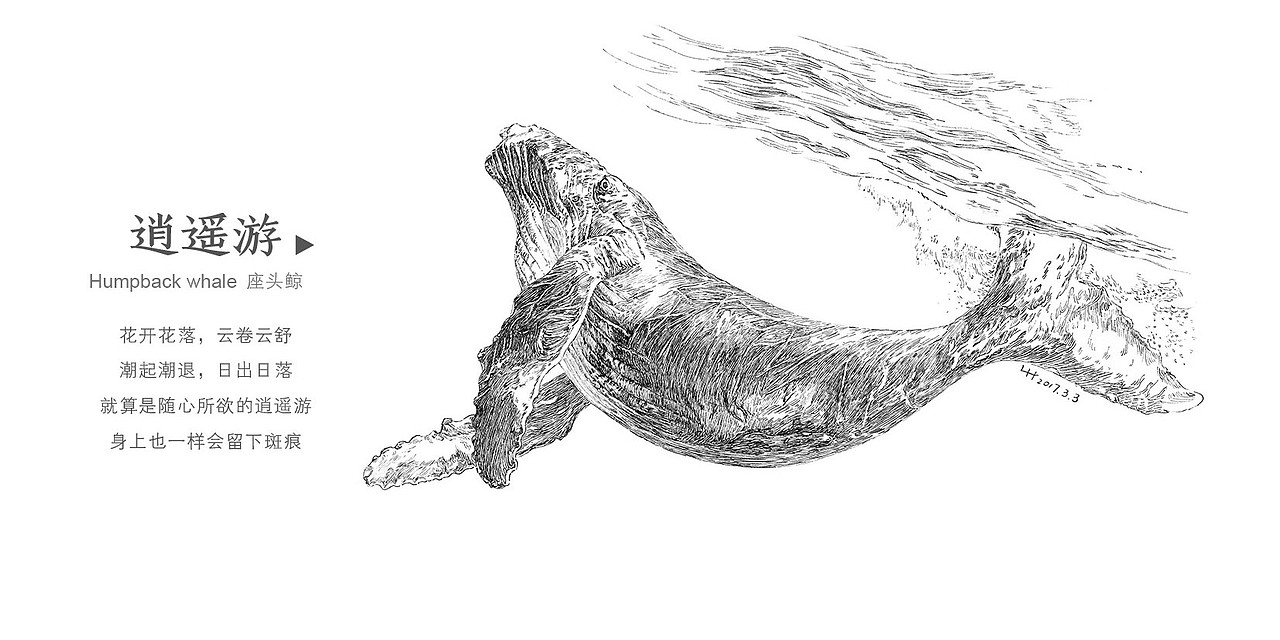 宠辱不鲸 去留无意—座头鲸