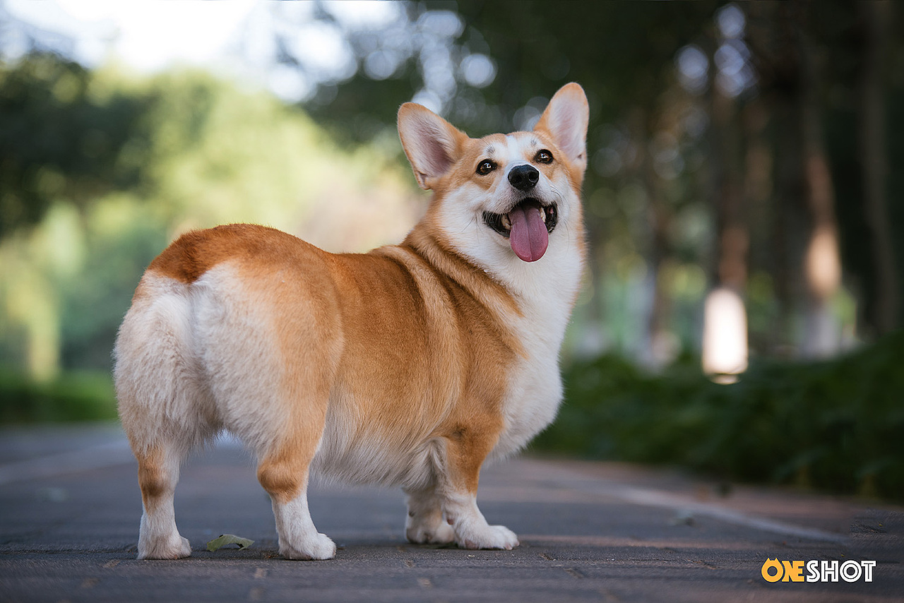 宠物摄影丨一只超级恋家的柯基米格