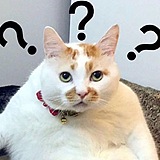 肥猫大魔王的头像