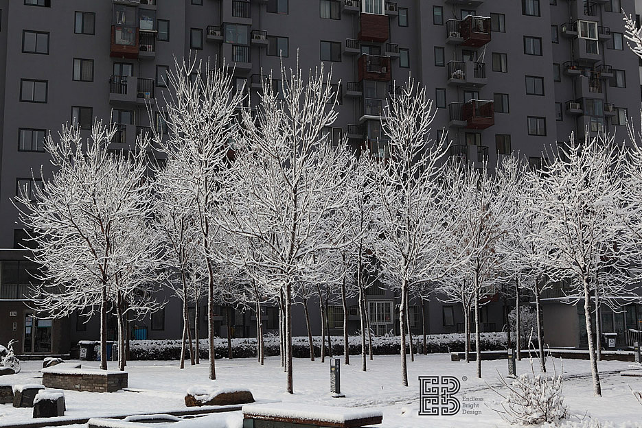 北京春雪