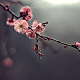 yangbest的头像