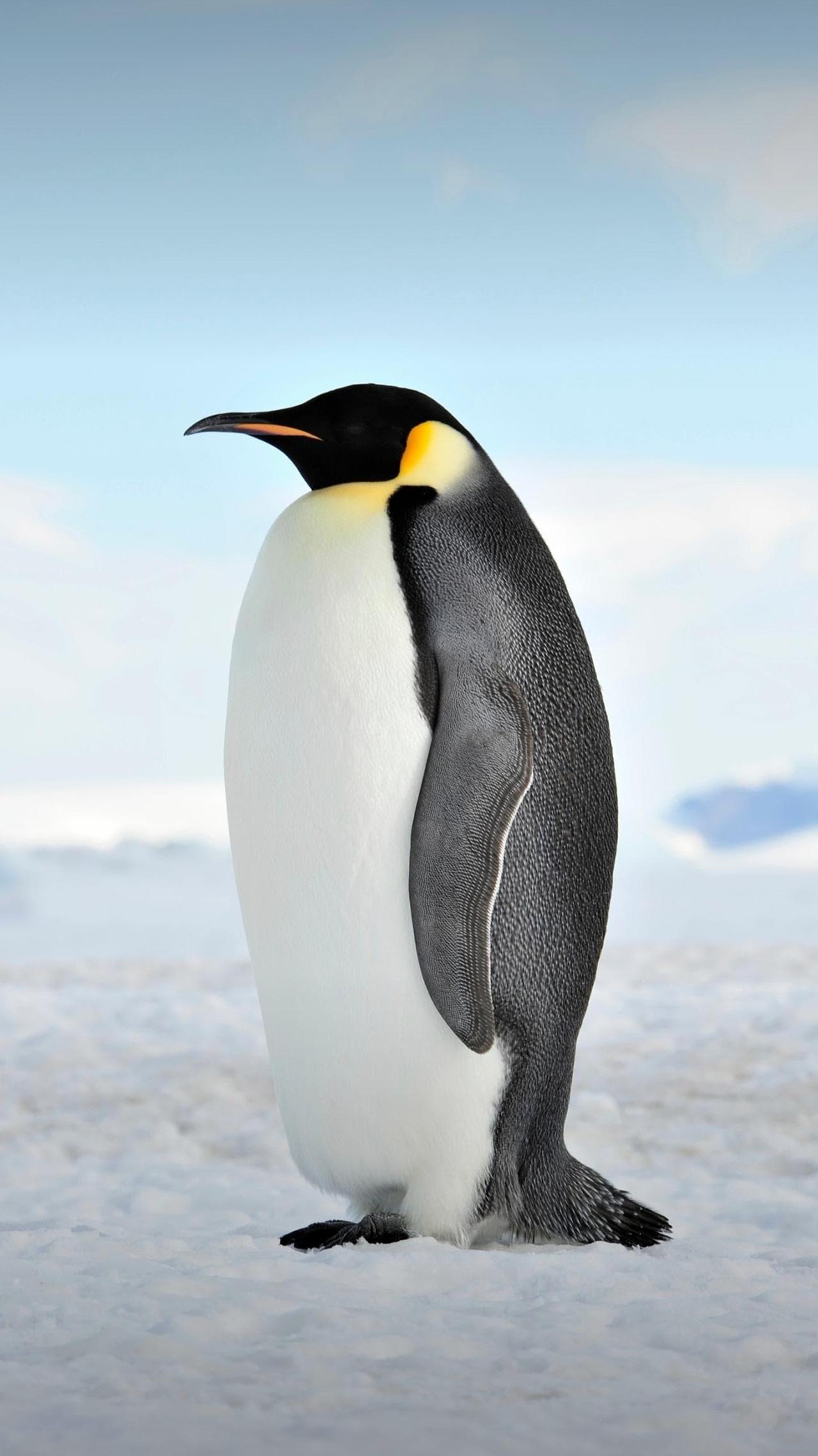 美丽的企鹅