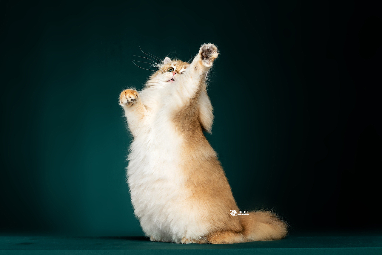 赛级猫咪摄影