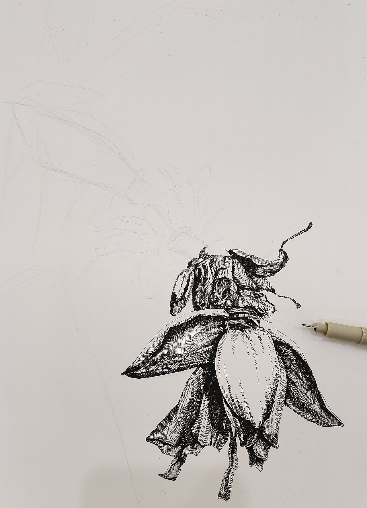 原创插画作品《芭蕉听雨》