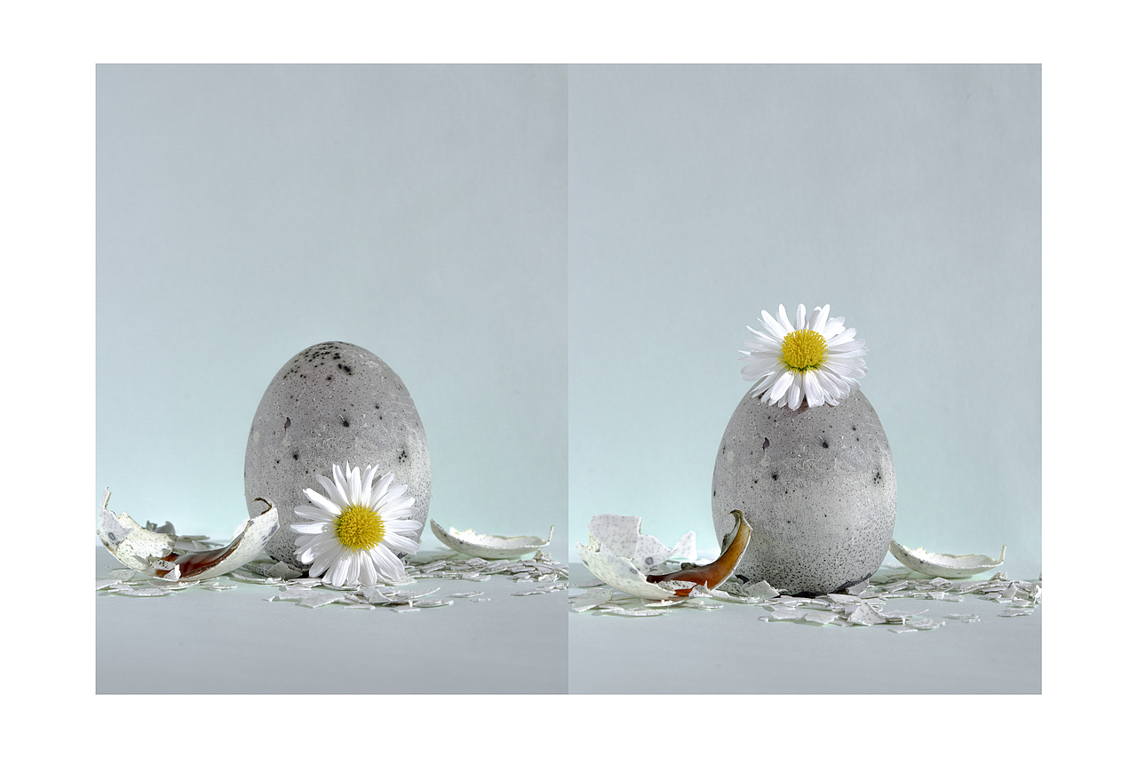 静物摄影|松花蛋上开花🌼